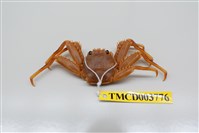 藏品(近親盾牌蟹)的圖片